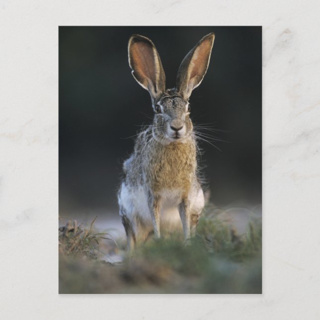 Postal Liebre de cola negra, Lepus californicus, 2 (Anverso)