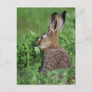 Postal Liebre parda, Lepus europaeus, joven comiendo,