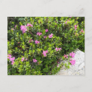 Postal Lienzo de pintura al óleo de rododendro rosa alpin