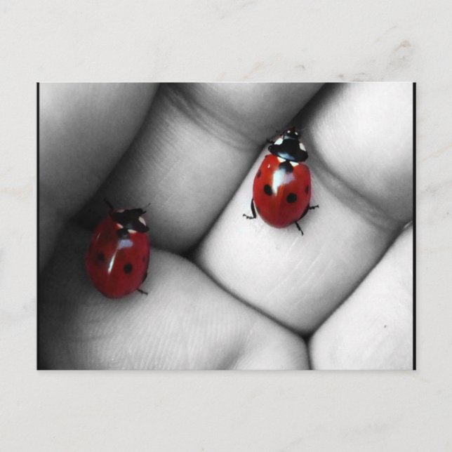 Postal lieveheersbeestje (Anverso)