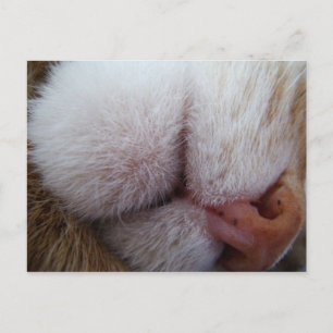 Postal Ligeros Kitty y Nariz Extremo Cierre