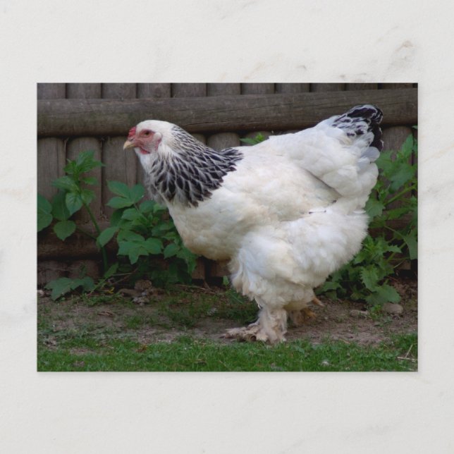 Postal Light Brahma Hen (Anverso)