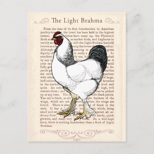 Postal Light Brahma Rooster Vintage Country (Anverso)