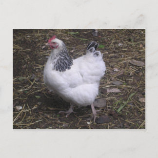 Postal Light Sussex Hen