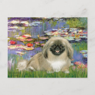 Postal Liies 2 - Pekingese 1b