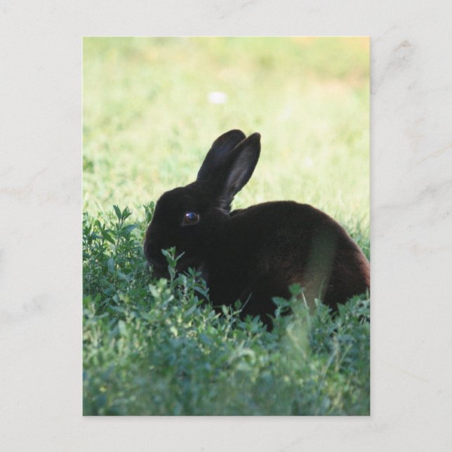 Postal Lil Black Bunny (Anverso)