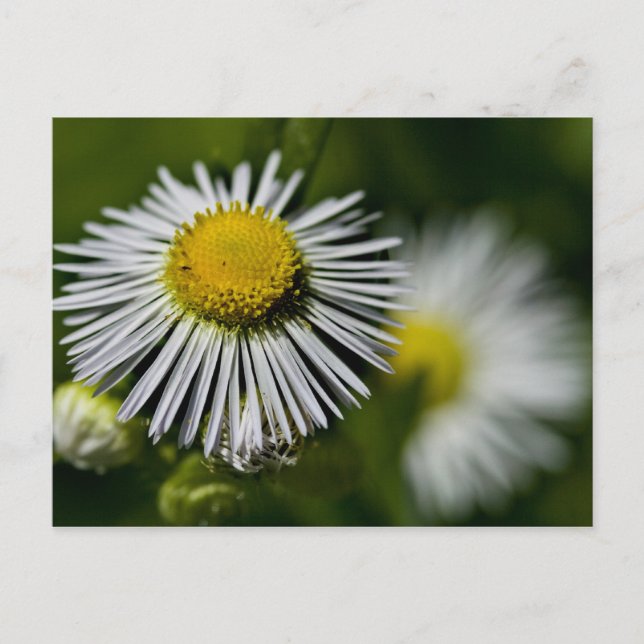Postal Li'l Daisy Postcard (Anverso)