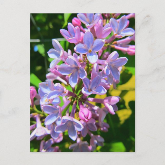 Postal Lilac (Anverso)