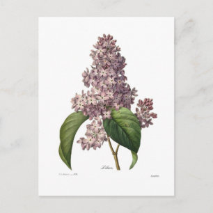 Postal Lilac