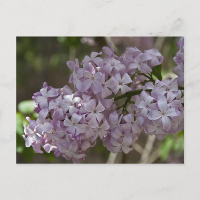 Postal Lilac (Anverso)