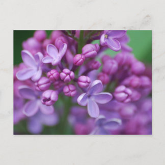 Postal Lilac