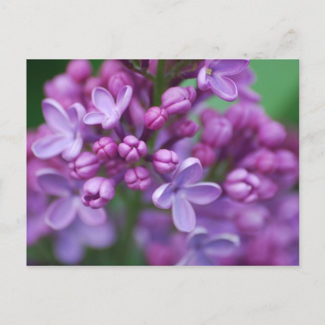 Postal Lilac (Anverso)