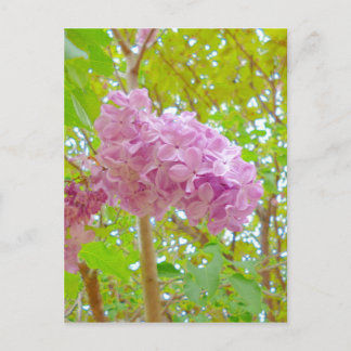 Postal Lilac. 紫 丁 香 (む ら さ ・ sni)