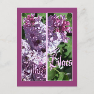 POSTAL LILAC BOOKMARKS