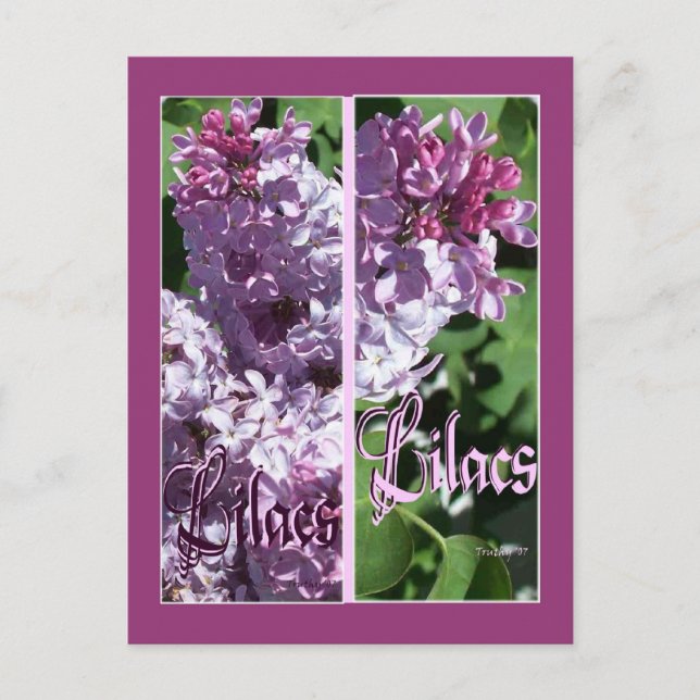 POSTAL LILAC BOOKMARKS (Anverso)
