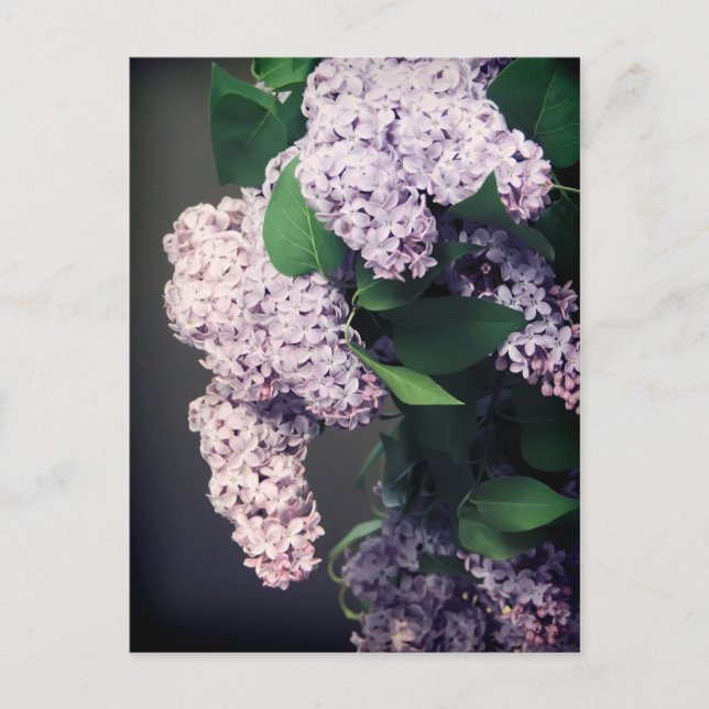 Postal Lilac Bouquet con Vignette (Anverso)