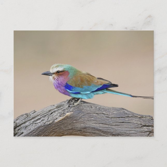Postal Lilac-breasted roller (Coracias caudata) (Anverso)