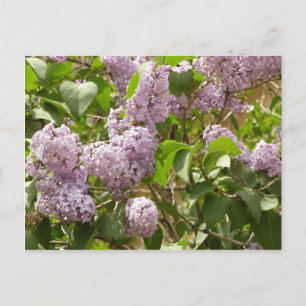 Postal Lilac Bush hermosas flores de primavera morada