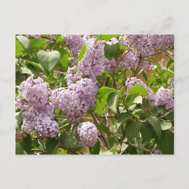Postal Lilac Bush hermosas flores de primavera morada (Anverso)
