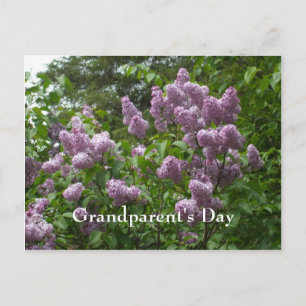 Postal Lilac Bush-Syringa-Flores de plantas leñosas