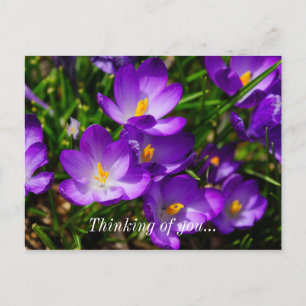 Postal Lilac Crocuses Pensando En Ti Postcard