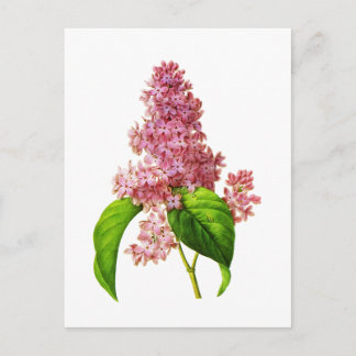 Postal Lilac de Pierre Joseph Redoute