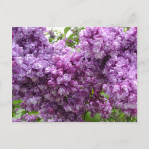 Postal Lilac En Bloom