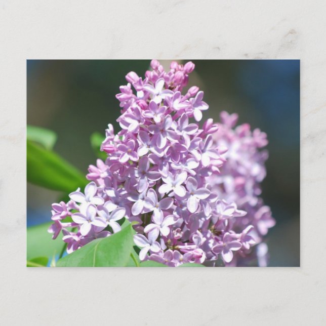 Postal Lilac Lavender (Anverso)