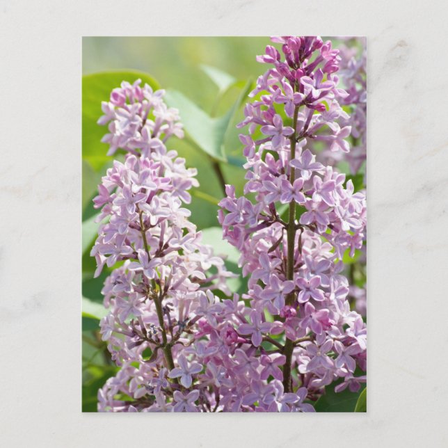 Postal Lilac P5390 (Anverso)