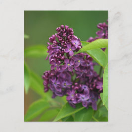 Postal Lilac púrpura