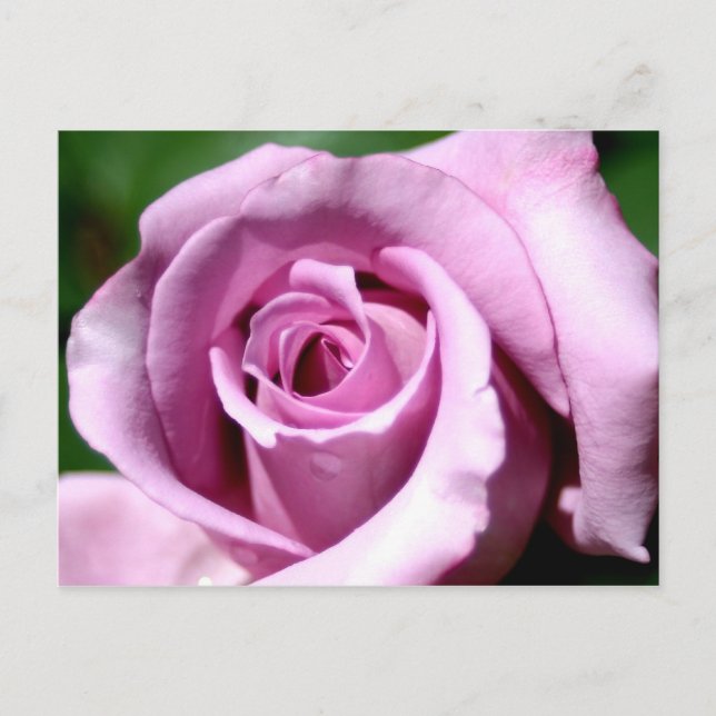 Postal Lilac rosa (Anverso)