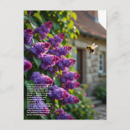 Postal Lilac Symbolism