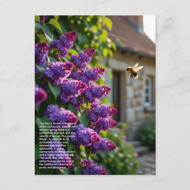 Postal Lilac Symbolism (Anverso)