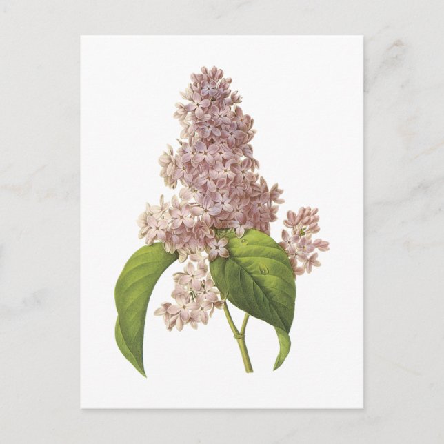 Postal lilac (Syringa sp.) de Redouté (Anverso)