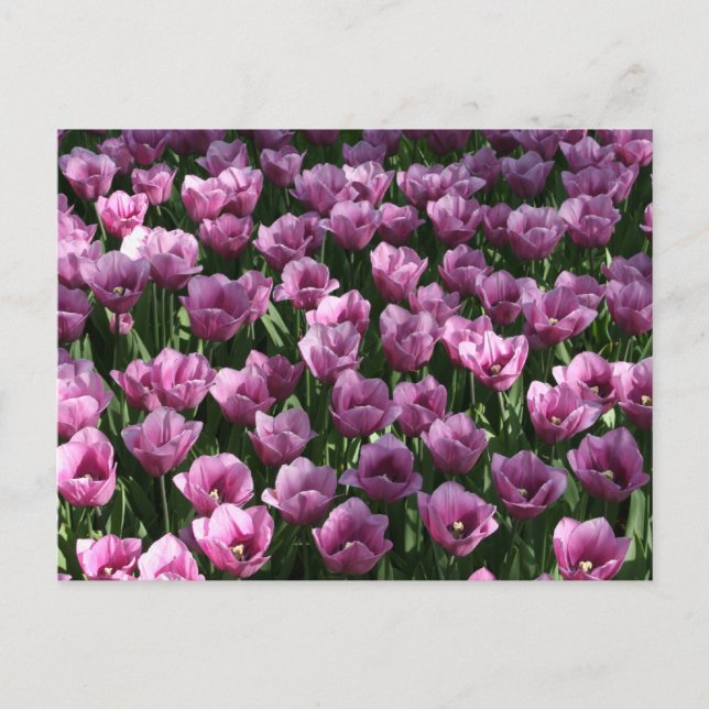 Postal Lilac Tulips (Anverso)