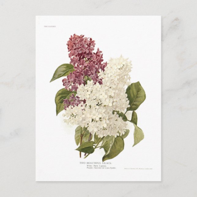 Postal Lilacs (Anverso)