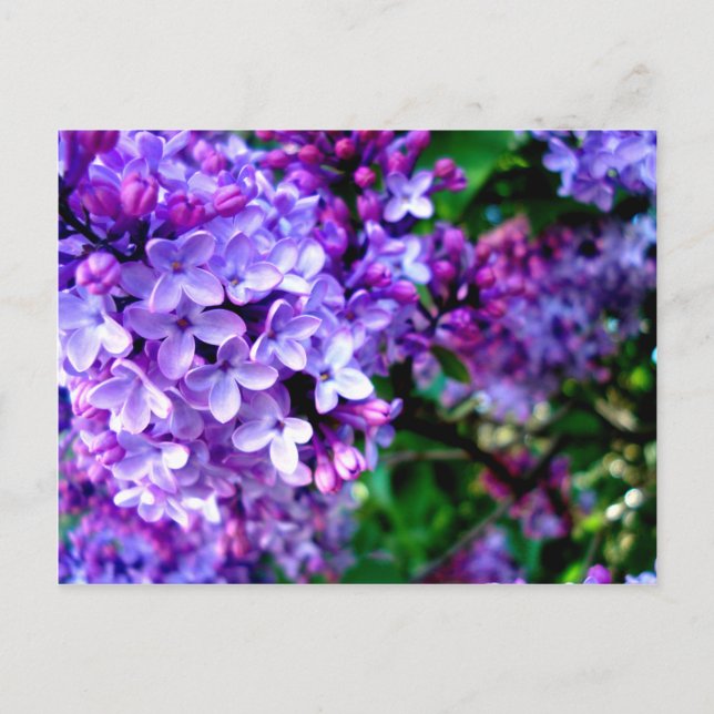 Postal Lilacs (Anverso)