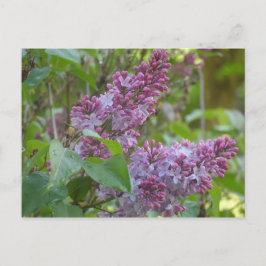 Postal Lilacs