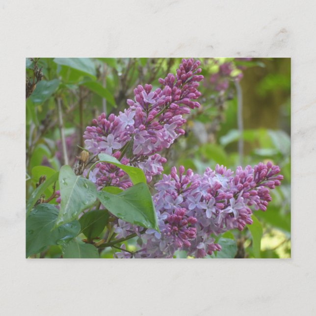 Postal Lilacs (Anverso)