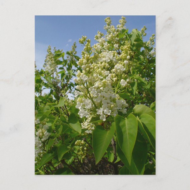 Postal Lilacs blancos en flor (Anverso)