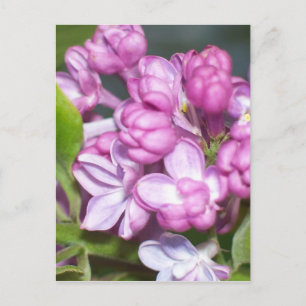 Postal Lilacs en Oregón