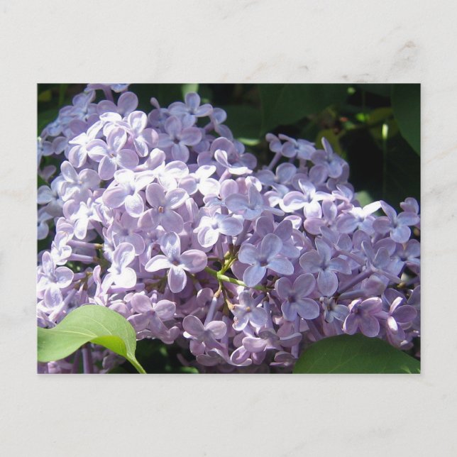 Postal Lilacs en pleno auge (Anverso)