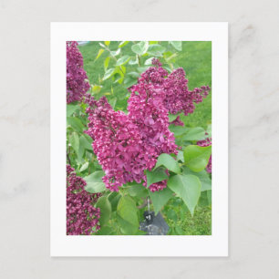 Postal Lilacs en primavera
