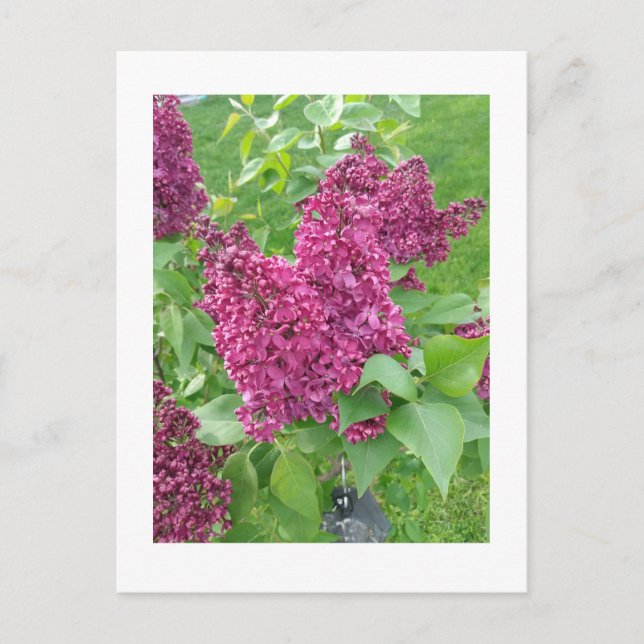 Postal Lilacs en primavera (Anverso)