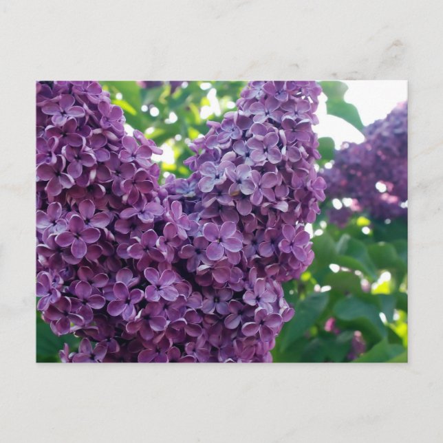 Postal Lilacs púrpura (Anverso)