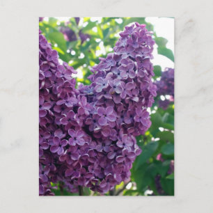 Postal Lilacs púrpura