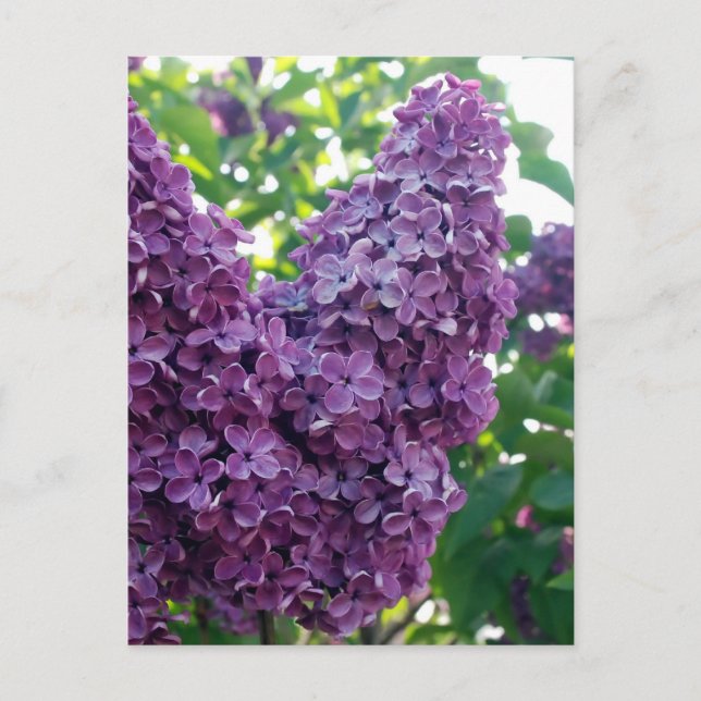 Postal Lilacs púrpura (Anverso)
