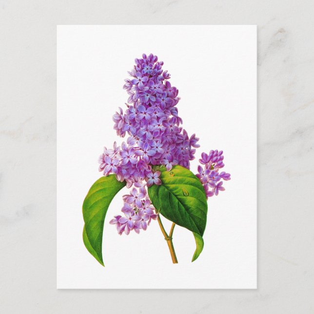 Postal Lilacs púrpura de Pierre-Joseph Redoute (Anverso)