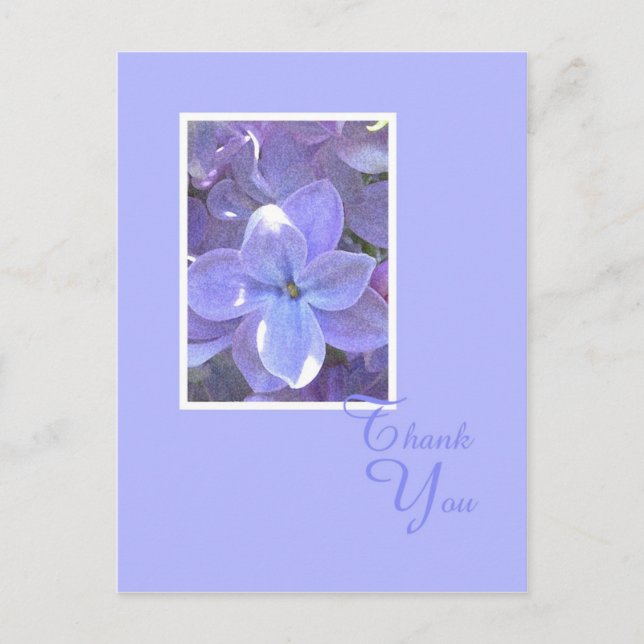 Postal Lilacs Sympathy or Death Thank You Postcard (Anverso)