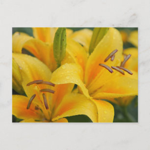 Postal Lilas amarillas